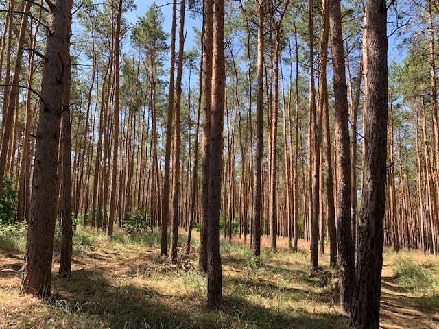 Objekt des Monats: 350 ha Forstbetrieb u. Eigenjagd in Südbrandenburg